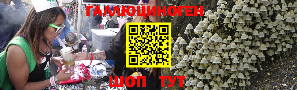 Псилоцибиновые грибы Psilocybe Курчатов